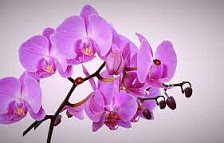 Ветка Орхидея большая фиолетовая 130см S403B