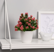 Бонсай в горшке "Озотамнус" 6х16см, микс 4555646