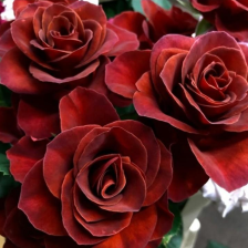 Роза чайно-гибридная Вип нью Садовита (в тубе)