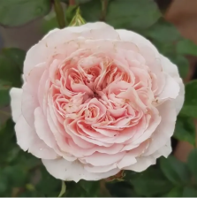 Роза плетистая Клэр Роуз Садовита (в тубе)