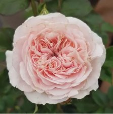 Роза плетистая Клэр Роуз Садовита (в тубе)