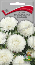 Семена Астра низкорослая Белый ковер (Поиск)