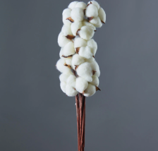 Сухоцвет Хлопок молочный