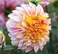 Георгина Полька (I)(1)