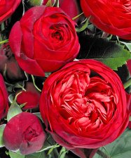 Роза чайно-гибридная Пиано Садовита (в тубе)