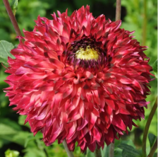 Георгина Айяна (I)(1)