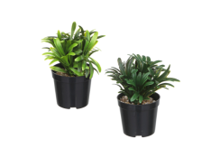 Цветок Зелень в горшке 15см 501-570