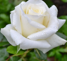 Роза чайно-гибридная Анастасия Садовита (в тубе)