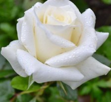 Роза чайно-гибридная Анастасия Садовита (в тубе)