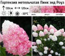 Гортензия метельчатая Пинк энд Роуз С3 ВГ