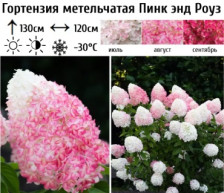 Гортензия метельчатая Пинк энд Роуз С3 ВГ