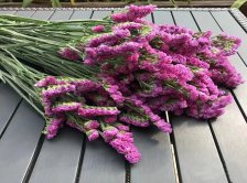 Сухоцвет Статица сиреневый