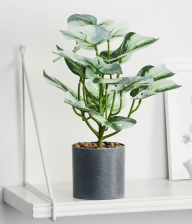 Бонсай в горшке "Синдапсус" 9х27см, 9750505