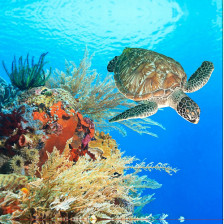 Штора для ванной комнаты 180х200см BRIMIX ГИГАНТСКАЯ ЧЕРЕПАХА, фотопечать, без колец 02-10