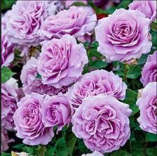 Роза флорибунда Лав Сонг Садовита (в тубе)