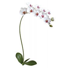 Декоретто FG 6001 "Белая Орхидея"