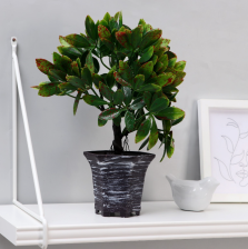 Бонсай в горшке "Фикус пятнистый" 9х27см, 3931551