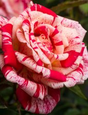 Роза чайно-гибридная Папагено Садовита (в тубе)