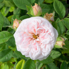 Роза чайно-гибридная Маунтейн Фог Садовита (в тубе)