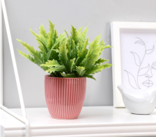 Бонсай в горшке "Араукария" 7х13см, микс 5201934