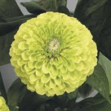 Семена Цинния Гиганты Бенари лайм (Поиск)