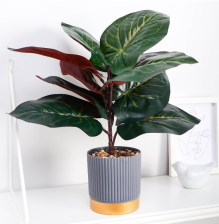 Бонсай в горшке "Алоказия экстра галант" 9,5х26см 10084585