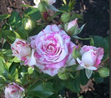 Роза спрей Фрейлен Дэнс Садовита (в тубе)