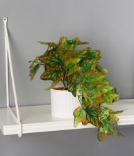 Бонсай в горшке "Сингониум элегант" 9х19см, 10325096