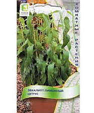 Семена Эвкалипт лимонный Цитрус (Поиск)