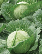 Семена Капуста б/к Парел F1 (ЛМС) (Поиск)