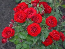 Роза флорибунда Торнадо Садовита (в тубе)