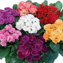 Семена Примула махровая Розелла микс (Поиск)