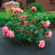 Материал укрывной плотность 90 г/м2 ширина 3,2м черный (10 пог м)