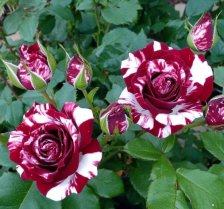 Роза спрей Флэш найт Садовита (в тубе)