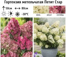 Гортензия метельчатая Петит Стар С3 ВГ