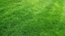 Трава газонная Шедоу 5 кг теневой