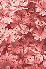 Ковер Summer 5049 fuchsia-rose 1,5х3,0м 