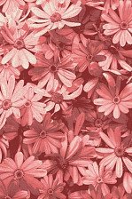 Ковер Summer 5049 fuchsia-rose 1,5х3,0м 