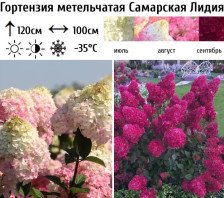 Гортензия метельчатая Самарская Лидия С10 ВГ