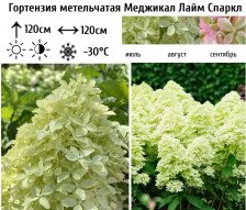 Гортензия метельчатая Меджикал Лайм Спаркл С10 ВГ
