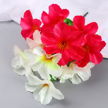 Букет Адениум экстра галант 30см микс 10104943