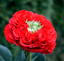 Роза чайно-гибридная Рэд Ай Садовита (в тубе)