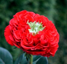 Роза чайно-гибридная Рэд Ай Садовита (в тубе)