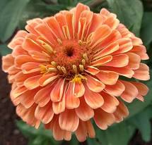 Семена Цинния изящная Сеньора (Поиск)