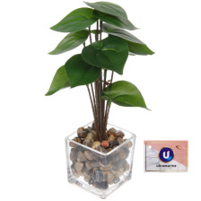 Цветок Филодендрон 10х22см 951-443