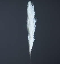 Сухоцвет Пампас пушистый 60-70 см белый