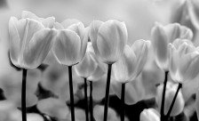 Фотообои 287P8 3.68м x 2.54м SOLO