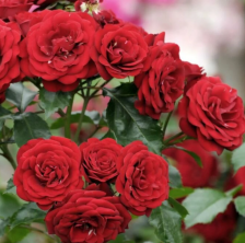 Роза флорибунда Лаваглут Садовита (в тубе)