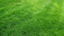 Трава газонная Луговая 0,9 кг
