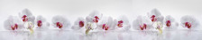 Фартук кухонный (0,6х3,0) Цветочная мечта-33 Светлые орхидеи (АБС)